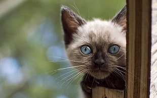 Siamese cat, cat, animals, Siamese cats, blue eyes HD wallpaper