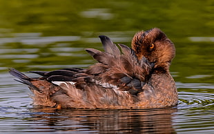 brown and black duck on water HD wallpaper