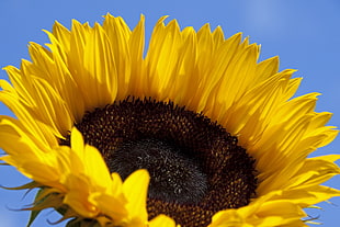 closeup photo of Sunflower during daytime