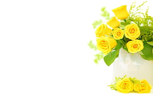 yellow rose in pot HD wallpaper