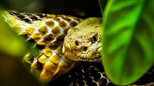 black and yellow snake, macro, animals, snake, reptiles