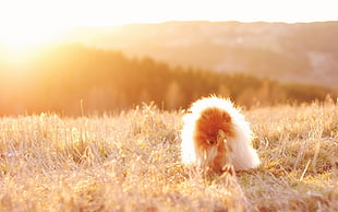 adult tan Pomeranian on the grass field in golden hour photo