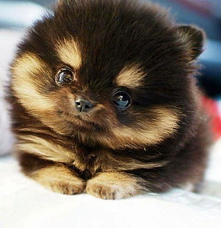 black and tan Keeshond puppy