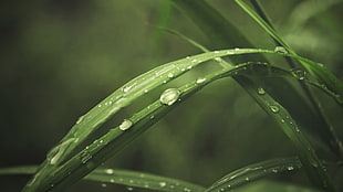 long green leaf plant, plants, macro, water drops HD wallpaper