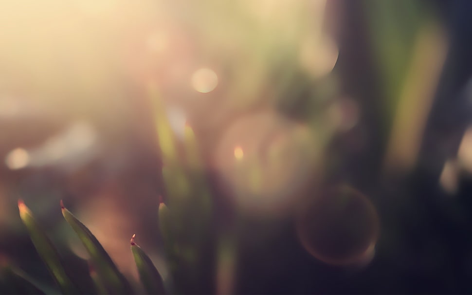 selective focus photography of leaf HD wallpaper