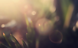 selective focus photography of leaf