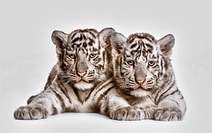 two albino tiger cubs HD wallpaper
