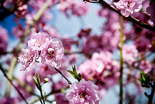 selective focus photo of pink Cherry Blossoms HD wallpaper