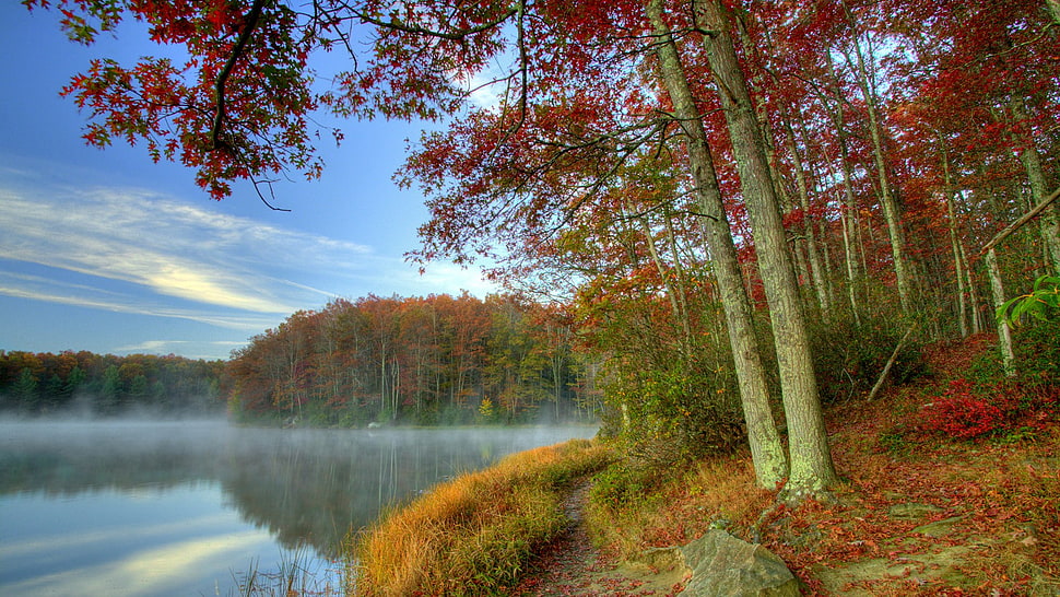 red and orange leaf trees near lake HD wallpaper