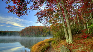 red and orange leaf trees near lake
