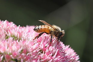 shallow focus of bee on pink flower during daytime, honey bee, apis mellifera HD wallpaper
