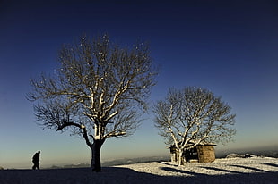 two green leafed trees, snow, trees, photography, landscape HD wallpaper