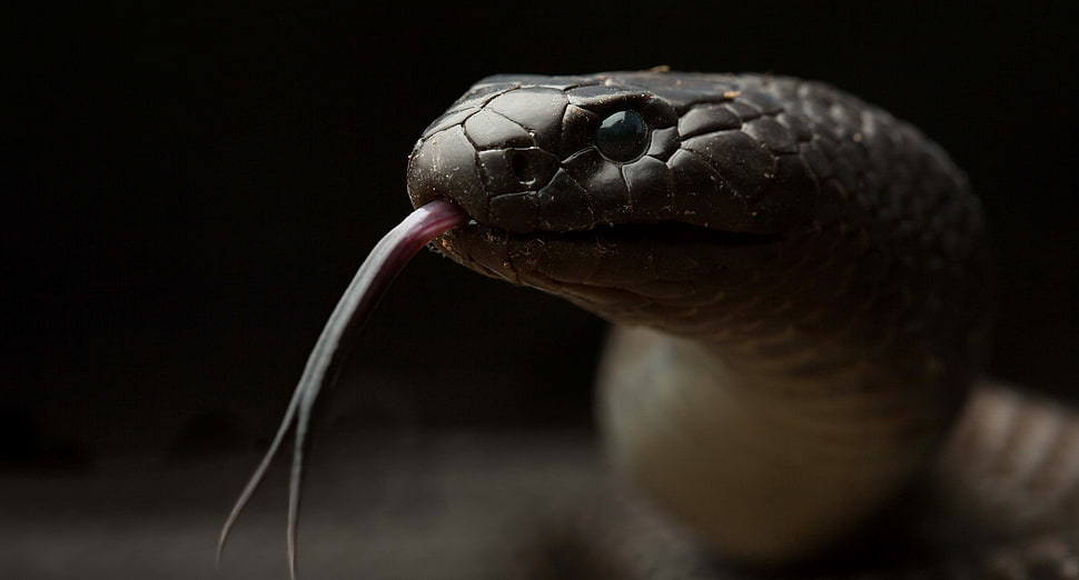 black snake, reptiles, animals, snake HD wallpaper