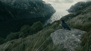 aerial view of green and black bird on rock near grass, Vikings (TV series), raven, water, mountains