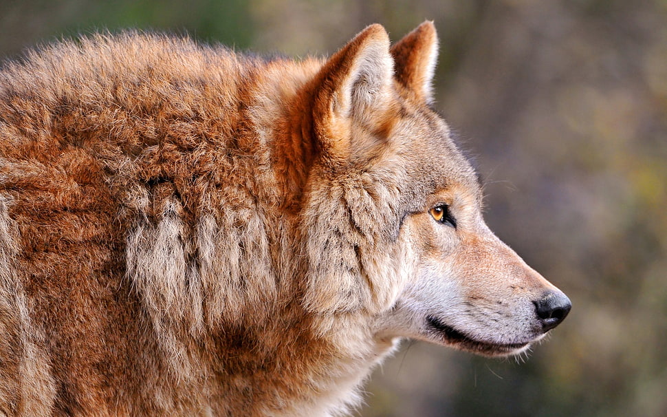 shallow focus photography of brown Wolf HD wallpaper
