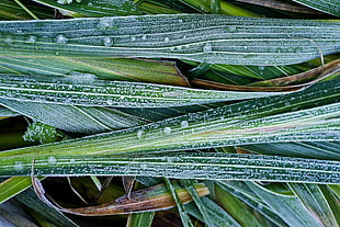 green leaf plant, Leaves, Hoarfrost, Grass HD wallpaper