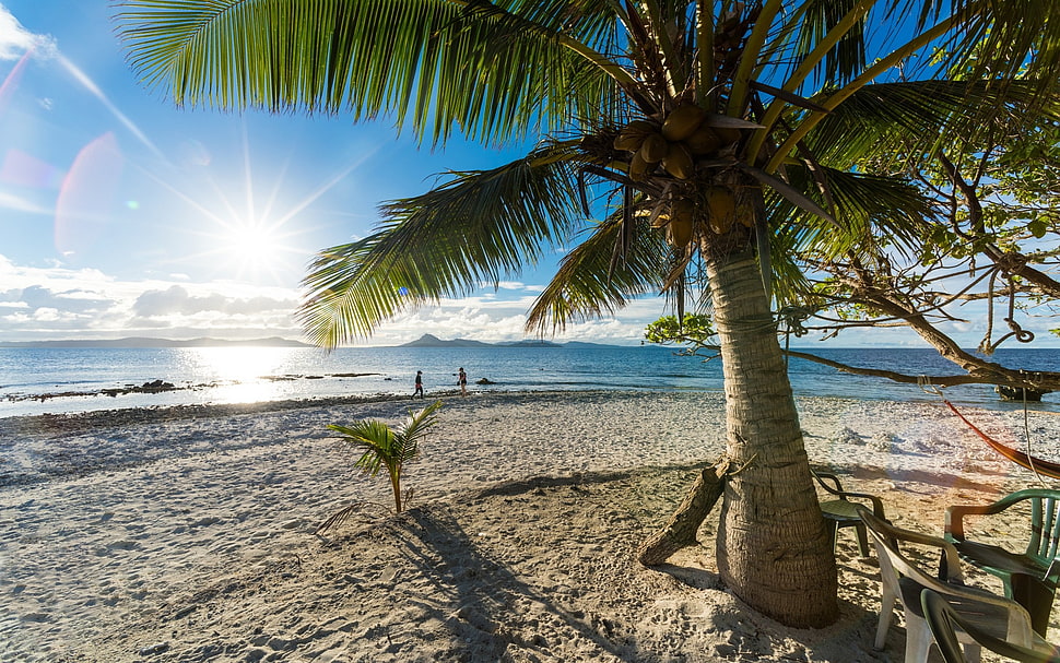 coconut tree, nature, landscape, palm trees, beach HD wallpaper