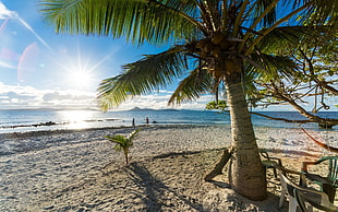 coconut tree, nature, landscape, palm trees, beach