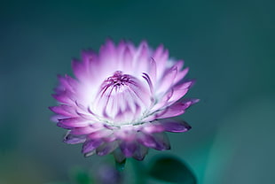 close up photography of white and purple petaled flower
