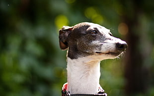 closeup photography of white and black short-coat dog