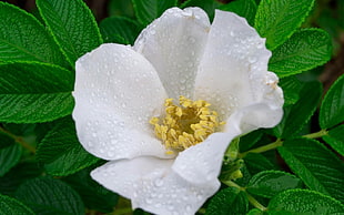 drop-in water on white petal flower