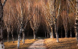 gray trees, landscape, nature HD wallpaper