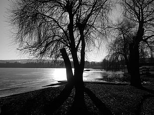 gray scale photo of leafless tree near body of water