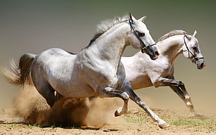two white horses, animals, horse