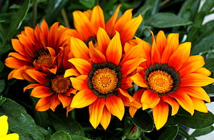 four yellow and red sunflower