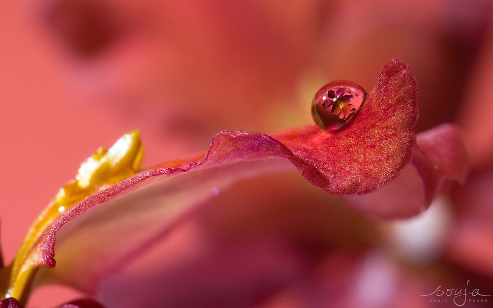 water dew on red petal flower selective focus photography HD wallpaper