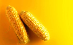 micro shot photography of two corns