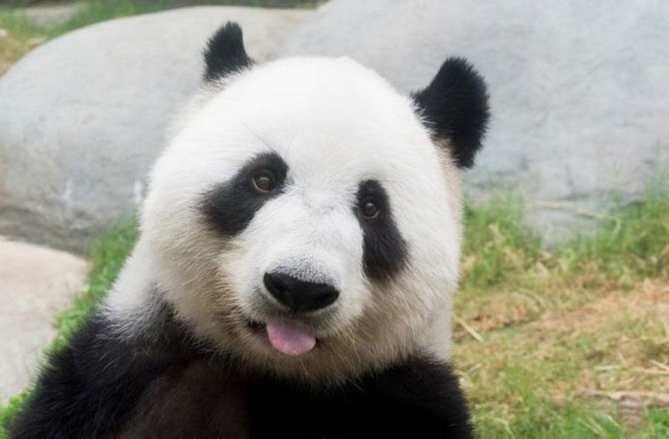 Panda bear HD wallpaper