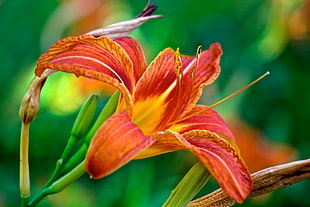 orange and red Daylily in close up photography