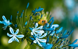 blue flower plant HD wallpaper