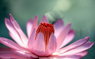 macro shot of a pink petaled flower