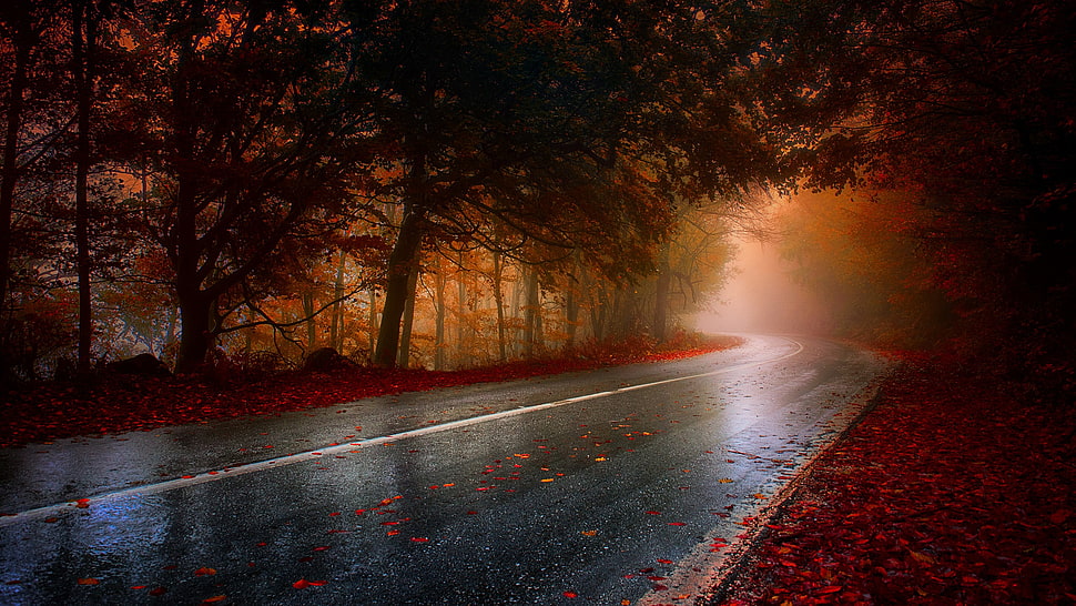 concrete road between red leaf tree at daytime HD wallpaper