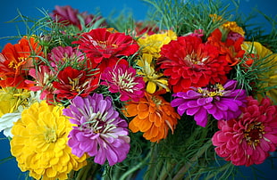 red, pink and yellow flowers