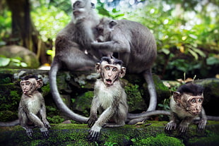 three juvenile monkeys on the front and on the back are two adult monkeys HD wallpaper