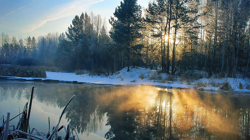 green pine tree, nature, trees, river, mist HD wallpaper