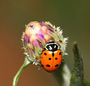 shallow focus photography shot of orange and black ladybug, cornflower