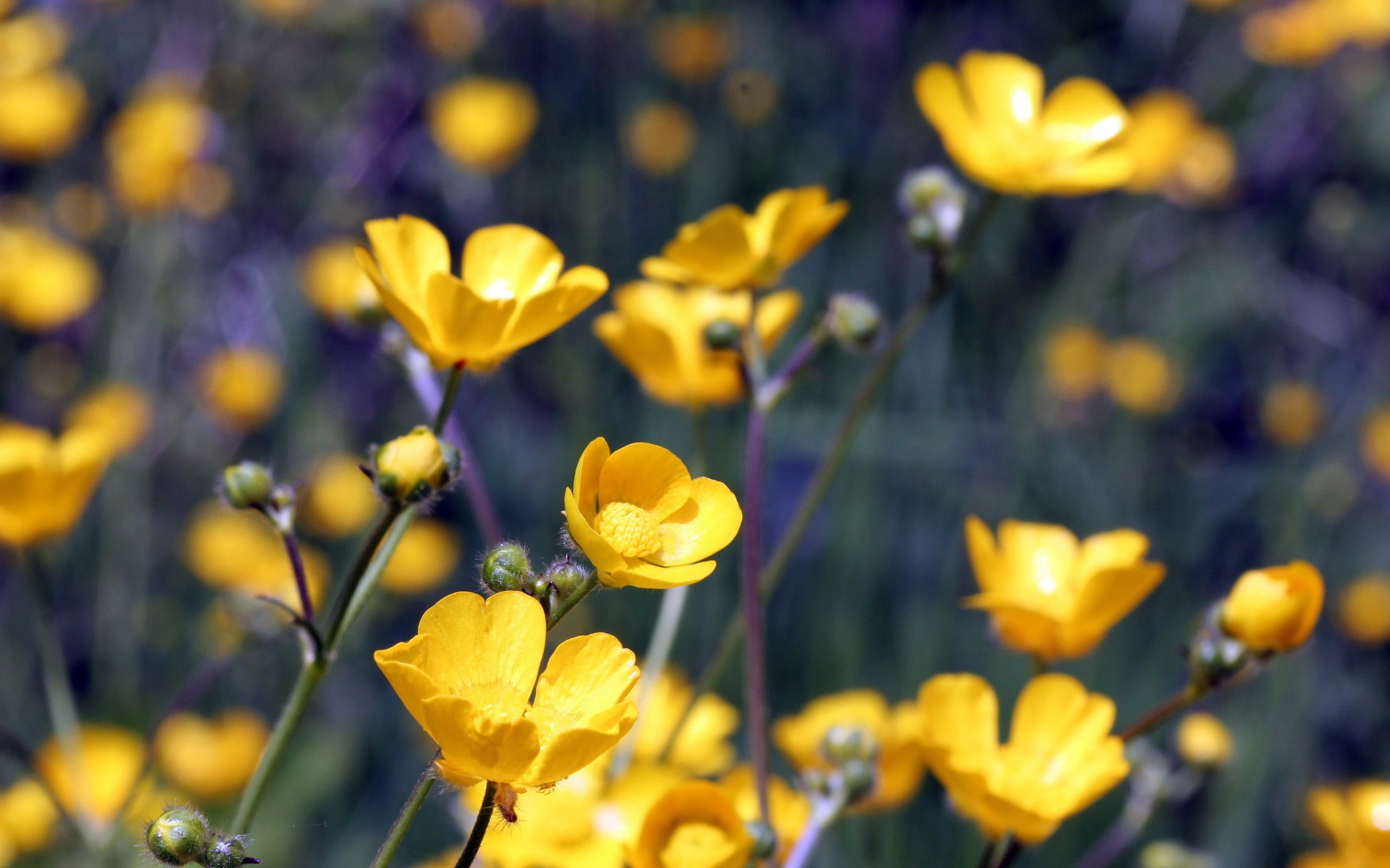 selective focus photography of yellow petaled flowers