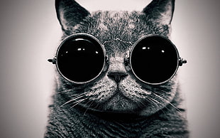 grayscale photography of cat with black sunglasses