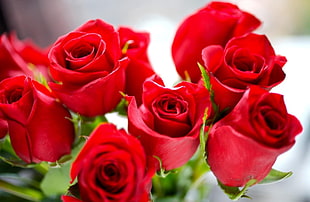 shallow focus photography of red roses HD wallpaper