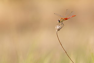 shallow focus photography of red dragonfly, sur