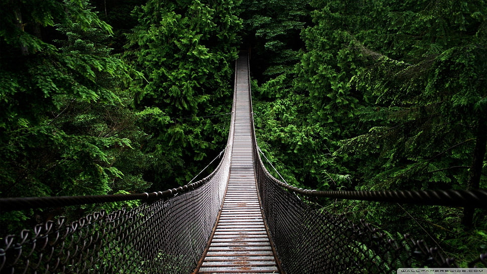 hanging bridge surrounded by trees HD wallpaper