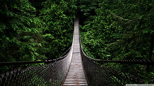 hanging bridge surrounded by trees HD wallpaper