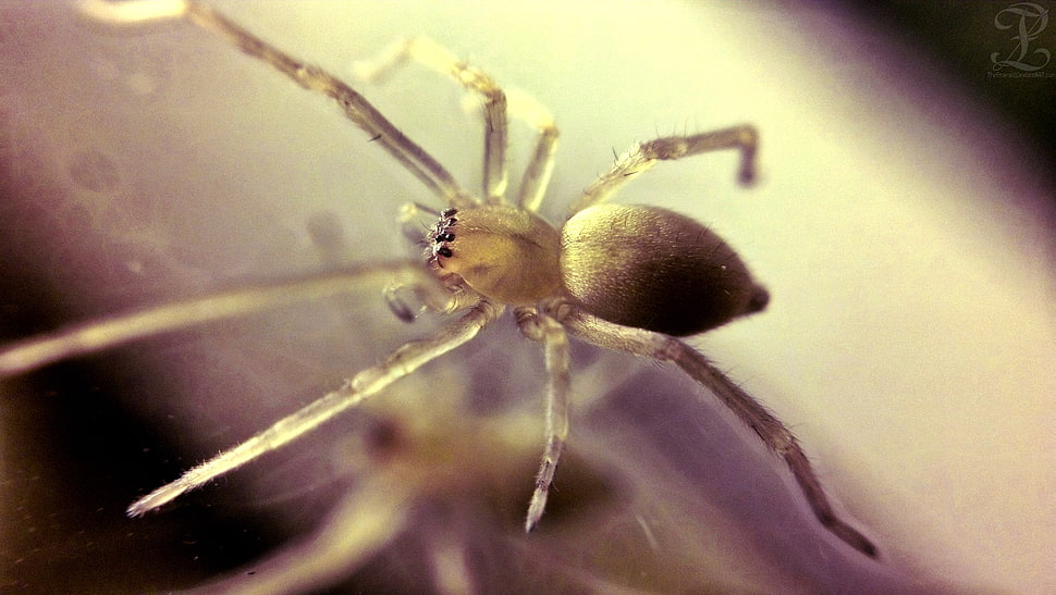 brown spider, spider HD wallpaper