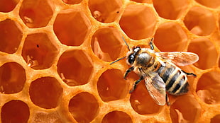 brown and black honeybee, nature, bees, honey, animals