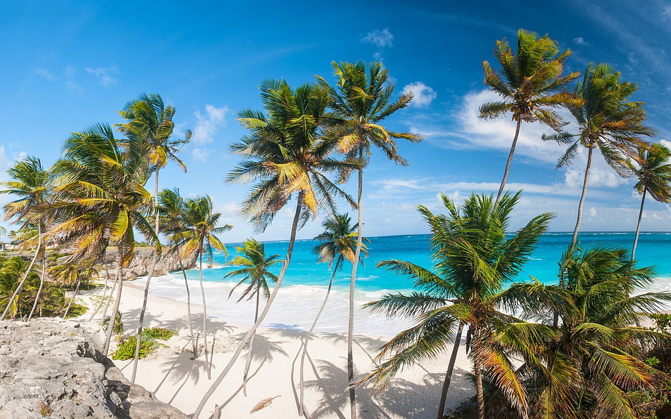 green coconut tree, beach, palm trees, tropical, sea HD wallpaper