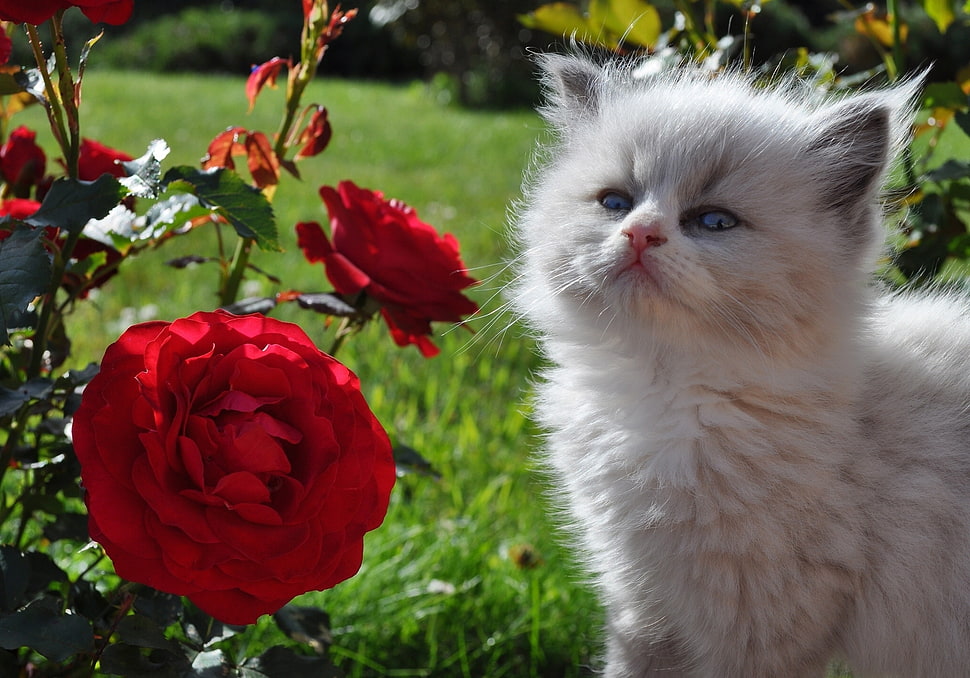 himalayan kitten near red rose HD wallpaper